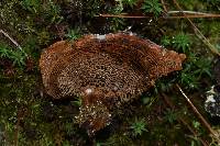 Coltricia montagnei image