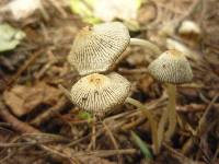 Coprinopsis lagopus image