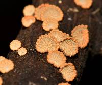 Schizophyllum umbrinum image