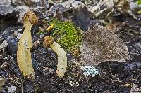 Morchella punctipes image