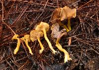 Craterellus tubaeformis image