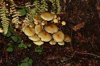 Hypholoma fasciculare image