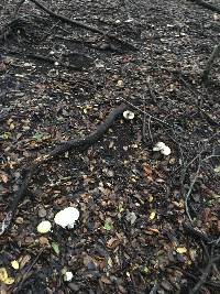 Amanita phalloides image