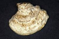 Perenniporia ohiensis image