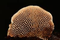 Osmoporus mexicanus image