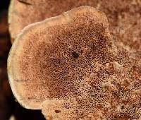 Phellinus gilvus image