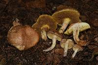 Suillus occidentalis image