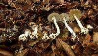 Amanita arocheae image