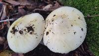 Amanita phalloides image