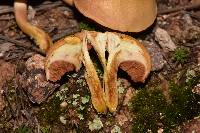 Chalciporus pseudorubinellus image