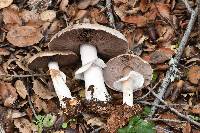 Agaricus albolutescens image