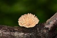 Schizophyllum commune image