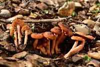 Lactarius rubidus image