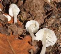 Coprinellus disseminatus image