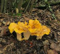 Cantharellus californicus image