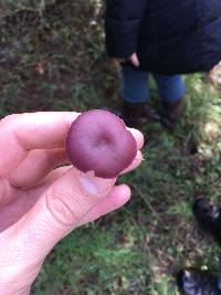 Laccaria amethysteo-occidentalis image