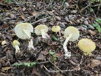 Amanita phalloides image