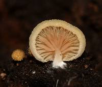 Crepidotus applanatus image