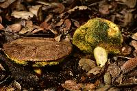 Boletus subtomentosus image