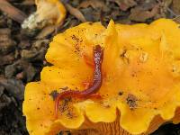 Cantharellus californicus image