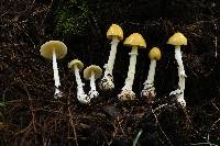 Amanita xylinivolva image