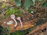 Inocybe geophylla var. lilacina image