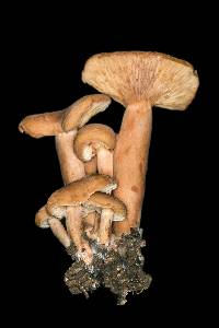 Lactarius rubidus image