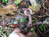 Mycena purpureofusca image