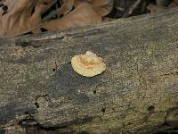 Perenniporia ohiensis image