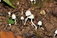 Coprinellus disseminatus image