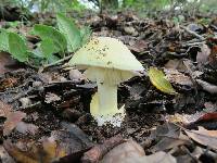 Amanita phalloides image