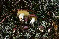 Suillus brevipes image