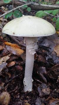 Amanita phalloides image