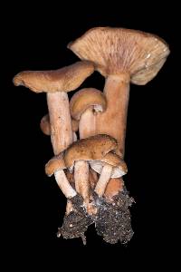 Lactarius rubidus image