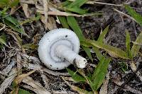 Agaricus campestris image