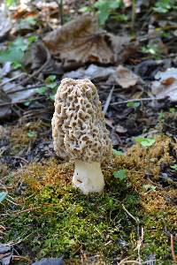 Morchella americana image