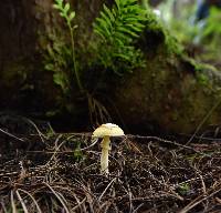 Amanita xylinivolva image