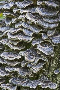 Trametes versicolor image