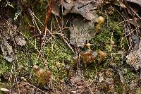Leotia lubrica image
