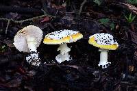 Amanita calyptroderma image