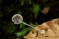 Image of Mycena stylobates