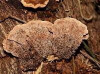 Phellinus gilvus image