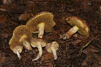 Suillus occidentalis image