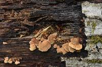 Panellus stipticus image