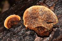 Osmoporus mexicanus image