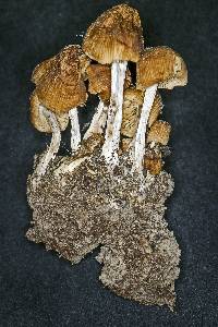 Coprinellus micaceus image