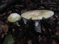 Amanita phalloides image