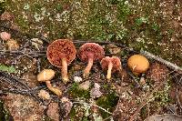 Chalciporus pseudorubinellus image