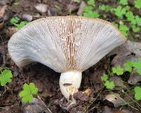 Lactarius alnicola image