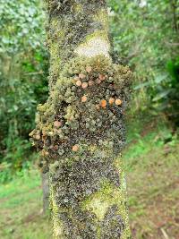 Leptogium javanicum image